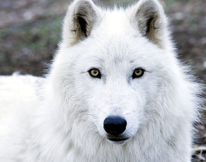 arctic wolf reviews
