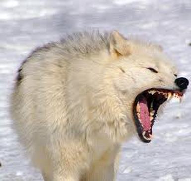 arctic wolves wolf facts interesting system lupus arctos digestive canis other whole